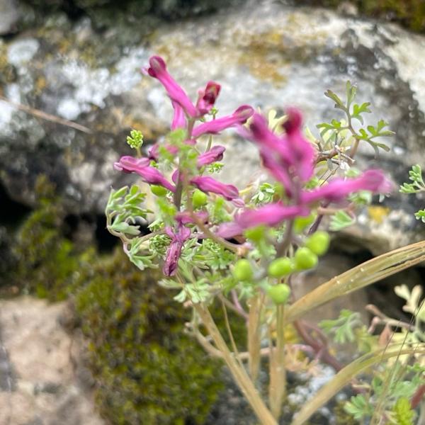 Gewone duivenkervel (Fumaria officinalis)